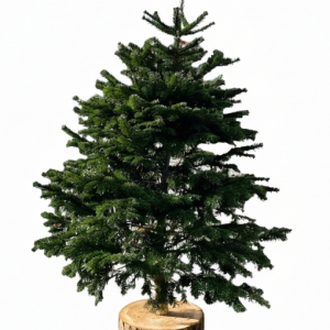 Nordmann Fir Premium Cut Christmas Tree With Log Stand