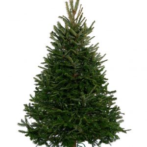 Fraser Fir Christmas Tree 1.75m-2.00m