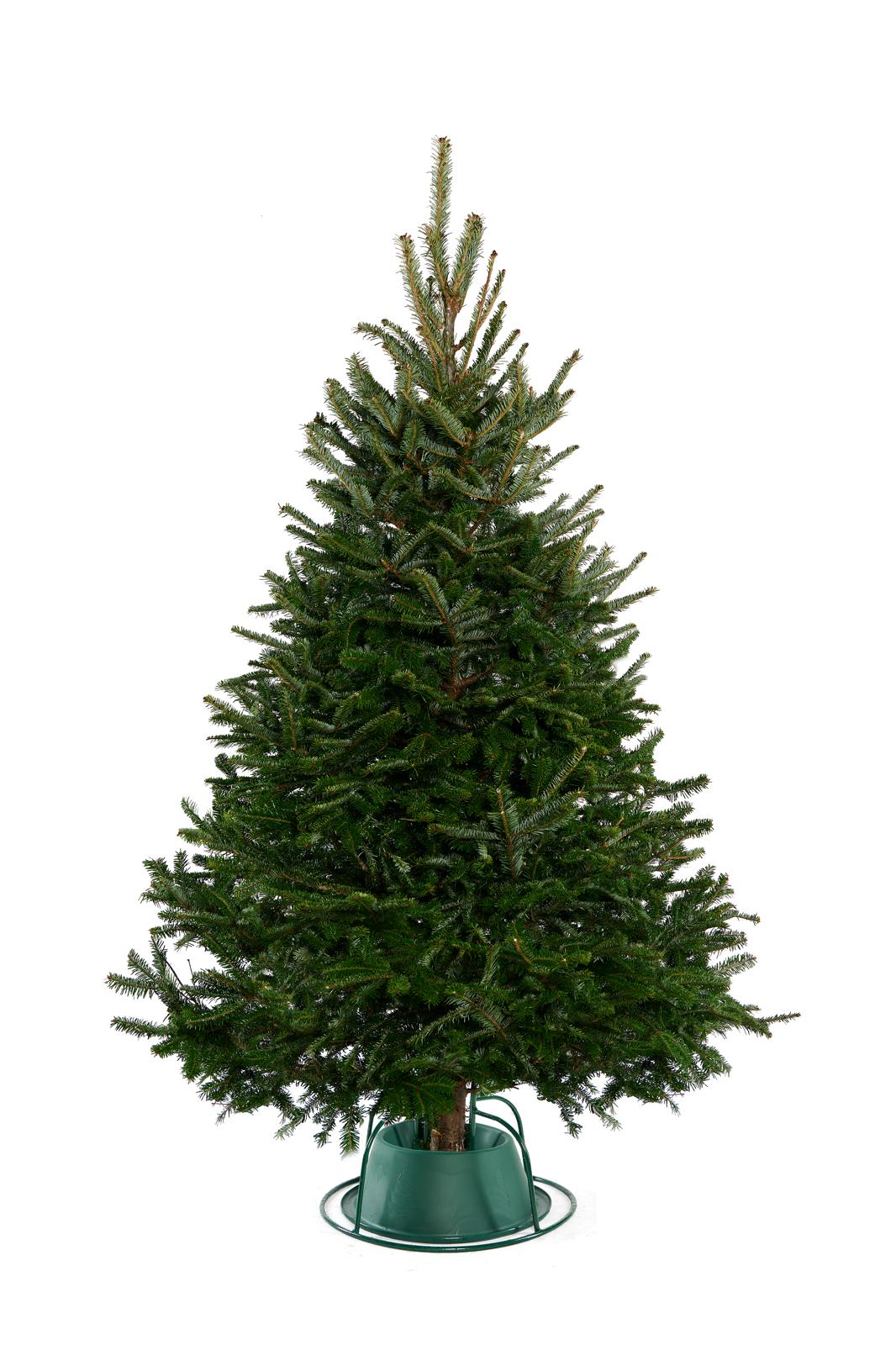 Fraser Fir Christmas Tree 1.75m-2.00m